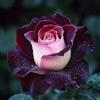 Generic Semi di rose resistenti-da giardino-regali insoliti semi di recisi-Molto adatti alle e agli insetti coltivazione di semi 250pcs