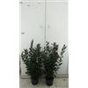 Vivai Decandia Giovanni PIANTA DI FEIJOA IN VASO 18 altezza cm 50/60 cm (foto reale) ACCA SELLOWIANA