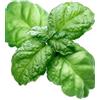 Generico Semi di Basilico a Foglia di Lattuga Napoletano 6g | Alta Germinazione | Semi da Orto Professionali per Vaso, Balcone e Giardino | Basilico Aromatico a Foglia Grande | Made in Italy