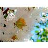 Vivaio di Castelletto Lagerstroemia indica bianco Bianca Grassi pianta in vaso 7x7 cm Vivaio di Castelletto