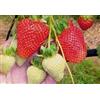 Vivai VALTELLINA 10 PIANTE DI FRAGOLA RIFIORENTE, IN VASO 2 LITRI, PRODUZIONE MAGGIO-OTTOBRE