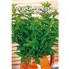 Floriana-Bulbose Italsementi Menta Piperita (Mentha Piperita)