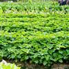Generic Amaranto perenni resistenti cucina da giardino di semi verdi semi biologici resistenti varietà tradizionali decorazione 100pcs