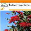 SAFLAX - Garden in the Bag - Callistemo - 400 semi - Callistemon citrinus