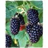 Generico Pianta di BOYSENBERRY 'Mora x Lampone' senza spine - in vaso (Vaso: Ø 14 cm - H: 40/50 cm)