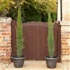 Vivaio di Castelletto Cipresso toscano cupressus sempervirens Totem pianta sempreverde in vaso ø19 cm h.100/120 cm Vivaio di Castelletto