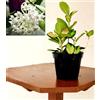 POWERS TO FLOWERS - HOYA AUSTRALIS LIZA, pianta vera
