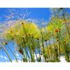 Generic 50 Semi Cyperus papiro di Carta Blatt Flatsedge Esotico acquatica Magnoliophyta