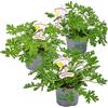 Bloomique - Set di 3 - Pelargonium Graveolens - Geranio al Limone - Anti-Zanzare - Profumato - Pianta da Giardino - Altezza 15-30 cm - Vaso 10,5 cm