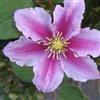 ClematisOnline Clematis Pillu - Vaso da 1,5 litri - Pianta rampicante rosso fiorita e inverno duro | ClematisOnline