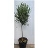Vivai Decandia Giovanni PIANTA DI ULIVO ALBERELLO IN VASO 21 CM ALTEZZA 80/90 CM (foto reali)