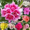 Generic 400 pz Semi di geranio, Pelargonium hortorum regali da giardino per donne, regalo da giardino Semi di geranio pendenti - Semi di aiuole rialzate Regali per gli amanti del giardino,