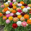 DUTCH BULBS EXCLUSIVE PLANTS FROM HOLLAN Bulbi Fiori Perenni da Esterno - Collezione di 50 Bulbi di Ranunculus - 5 Colori - Perenni - Piante e Fiori Esclusivi dall'Olanda - per giardino e vaso (non semi, non artificiali)