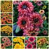 Generic Semi di echinacea, Rudbeckia laciniata, semi di campo perenni da balcone resistenti decorazione 200pcs