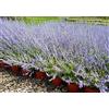 Vivai De Laurentiis Perovskia Atriplicifolia 'BLUE SPIRE' (Salvia Russa) vaso 19 cm