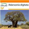 SAFLAX - Garden in the Bag - Baobab africano - 6 semi - Adansonia digitata