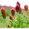 Generic semi di trifoglio rosso cremisi, vecchie varietà Trifoglio incarnato, luoghi soleggiati autunnali giardinieri semi di selvatici 200pcs