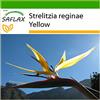 SAFLAX - Strelitzia gialla - 4 semi - Con substrato - Strelitzia reginae Yellow