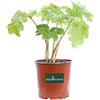 eGarden.store Pianta di Acanto Pianta di Acanthus Mollis pianta da esterno pianta da giardino pianta perenne pianta da fiore bianco rosa pianta ornamentale di Acanto pianta vera venduta da eGarden.store