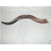 Yaliland 50-59 cm, corno Shofar Kudu yemenita, lucidato
