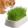 Generisch Erba per gatti - erba per gatti biologica, facile da coltivare, pianta sempreverde, supporto digestivo ideale per gatti, supporto (12 cm, 20 - 30 Cm), sottovaso, vasi da fiori, piante