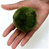 BiotopeAquatics 2 x extra large da 5 a 7 cm Marimo Moss Ball - Live acquario acquatico Fish Tank Luffy Plant Cladophora - ammoniaca