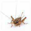 Eurocrickets | Grilli vivi da pasto misura n. 6 (19-22 mm) Large | Mega Pack - 1000 pezzi | alimento per rettili e gechi