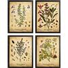 BYHGFDHJFZ Poster Botanico di Erbe Salvia Timo Prezzemolo Antico Botanico Erba Pianta Tela Pittura Wall Art Picture Stampa Cucina Decor-40x50cmx4 Senza Cornice