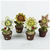 DLM Bomboniere DLM29832 (Kit 12 Pezzi) Vasetto Piantina Fiore Fiorellino Rosa Margherita Girasole Segnaposto Confettata bomboniera Regalo