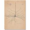 ZZYGGN GMGSW Neurone Disegno Santiago Ramon Y Cajal Poster Neurone Disegno Santiago Ramon Y Cajal Stampe Vintage Pittura di Arte per La Decorazione della Parete 50x70cm Senza Cornice
