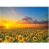 ZQMHCY Diamond Painting Kit 5D Campo Di Girasole Diamond Painting Adulti Quadri con Perline Bambini Diamond Painting Kit 5D Full Strass Ricamo Diamond Painting Grandi Dimensioni Home Wall Decor 30x40cm