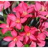 Vivaio di Castelletto Oleandro Rosa Intenso Nerium Oleander pianta in vaso ø18 cm Vivaio di Castelletto