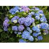 Vivaio di Castelletto Ortensia Hydrangea 3 piante in vaso ø18 cm COLORI MISTI
