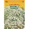 Sementi Dotto Semi di ALISSO Bianco Nano - h cm 15