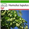 SAFLAX - Luppolo - 50 semi - Con substrato - Humulus lupulus