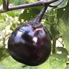 seedsown Germinazione I Semi: 2 G: Semi per Kamo Melanzana Giapponese | Solanum Melongena | Amkha Seed