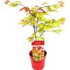 Bloomique - Acer Shirasawanum Moonrise - Acero Giapponese - Pianta da Giardino - Resistente al Freddo - Alta 50-70 cm - Vaso 19 cm