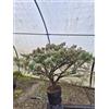 Generico Juniperus sabina - Ginepro Sempreverde Tappezzante | Resistente e Rustico per Giardini e Aiuole | Predisposto a Bonsai - Vivai Giulian Giovani Piante