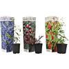 Plant in a Box - Superfrutti - Mix di 3 - Alberi da frutto - Mirtillo - Mirtillo rosso - Goji - Vaso 9cm - Altezza 25-40cm