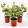 POWERS TO FLOWERS - ILEX OSMANTHUS TRICOLOR, 3 PIANTE, VASO 10CM DIAMETRO, piante vere
