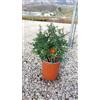 Vivai De Laurentiis Pyracantha Navaho (Agazzino Nano) vaso 19 cm