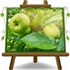EURO PLANTS VIVAI Melo Granny Smith - Pianta da Frutto su Vaso da 26 cm - Altezza 180-200 cm - Età 4 Anni