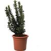 KENTIS - Euonymus Japonicus Benkomasaki - Evonimo Giapponese - Piante da Esterno da Siepe - Pianta Vera Resistente - H 40-50 cm Vaso Ø 18 cm