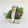 Amori e aromi Piante di erbe aromatiche in vaso (24)