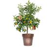 Vannucci Piante - Citrus fortunella 'Margarita', Citrus kumquat, Agrumi, Pianta vera, Pianta da terrazzo, Albero da frutto, Mediterranea