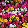 Rekwiat Semi misti di portulaca grandiflora