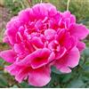 Sconosciuto Edulis Superba Peonia 3 Radici