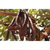 Generico 30 Semi di Carruba - (Ceratonia Siliqua)