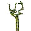 VANDAS Lucky Bamboo - Dracaena Sanderiana | Bamboo della Fortuna | Pianta Ornamentale Coltivabile in Acqua | Vari Steli e Altezze (3, 80 Cm)