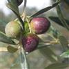 Vivai Decandia Giovanni PIANTA DI ULIVO ITRANA in vaso 20/fitocella - età 2/3 anni (foto reali)